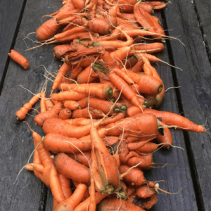 Imperfect carrots after harvest, washed and piled in a row on a picnic table.