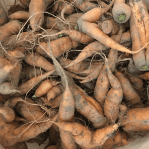 66 pounds of imperfect carrots filled with nutrients and waiting to be delicious soup!