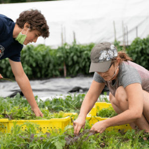 Our gleaning also continued and was a great opportunity for families to get outside together, stay safe, and give back to the community!