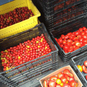 So many beautiful tomatoes from our first year!