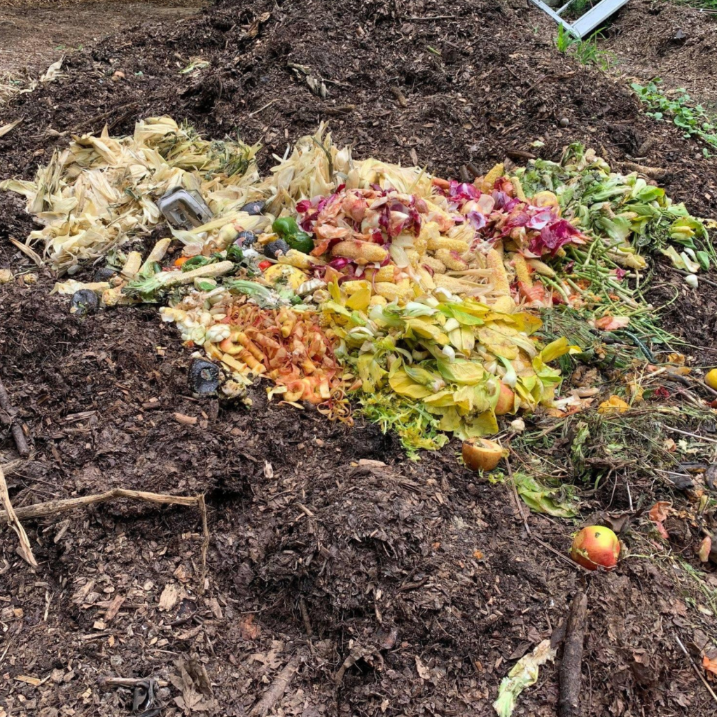 bright food scraps on compost pile