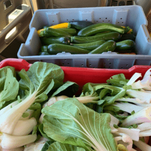 Gleaned bok choy and summer squash