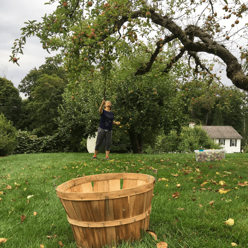 Harvesting apples on a private orchard.