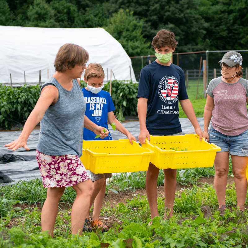 Four people stand in lettuce field with yellow trays for harvesting.