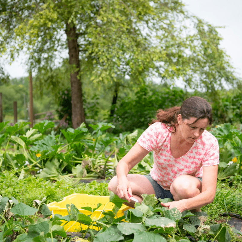 Woman crouched in field harvests cucumbers.