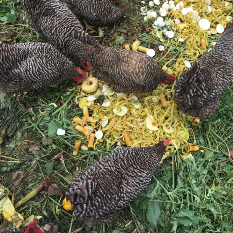 view of chickens from the top as they eat food scraps