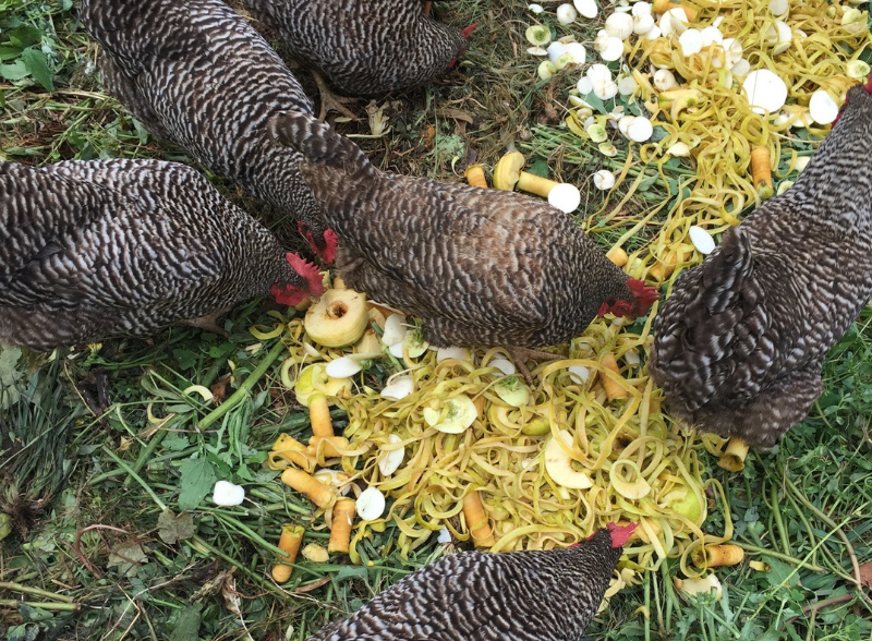 view of chickens from the top as they eat food scraps