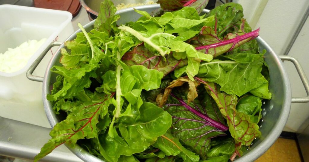 A colander filled with Swiss Chard