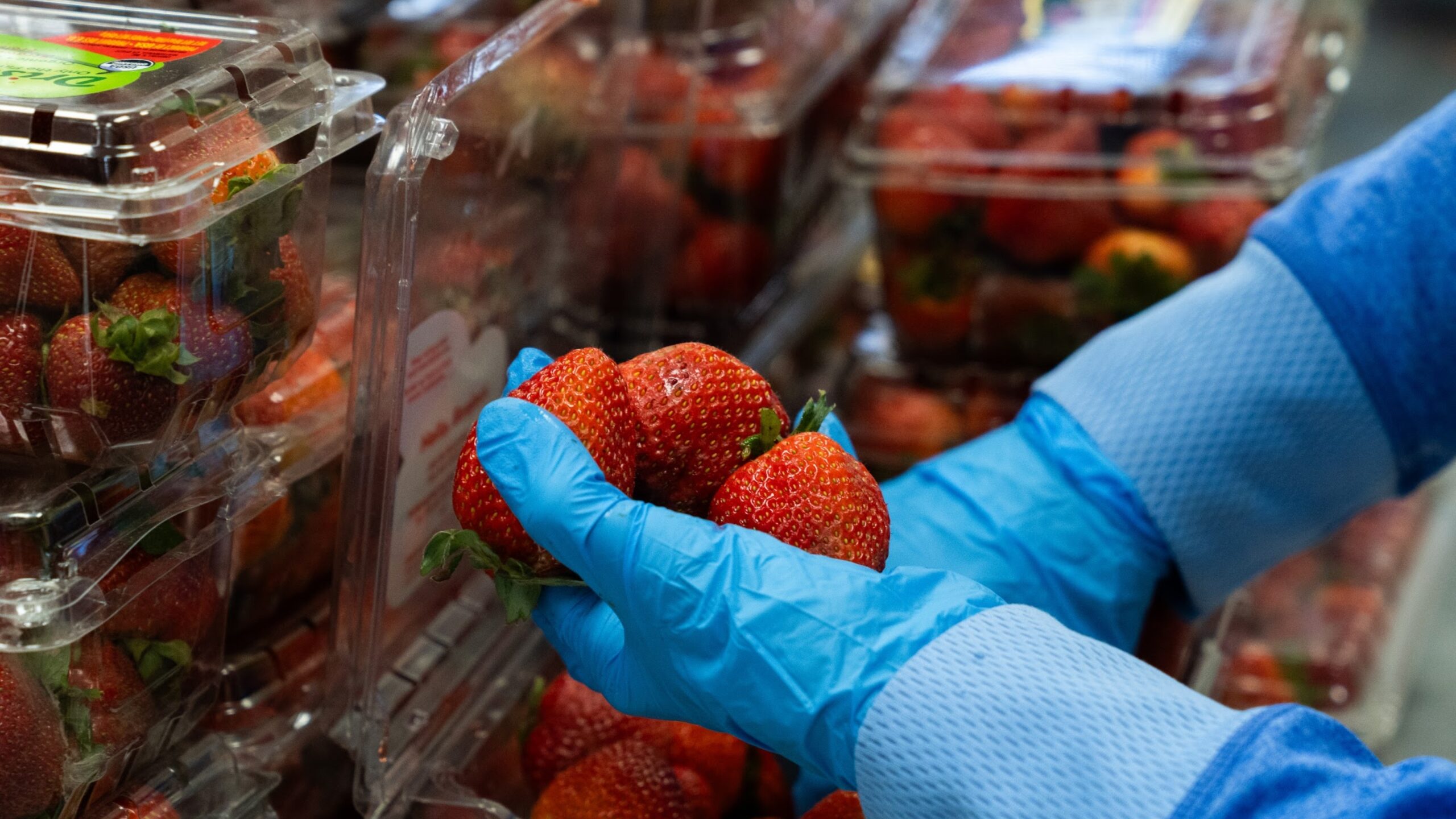 gloved hands sort packages of strawberries