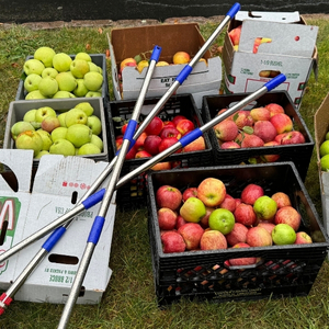 plastic crates filled with apples with three apple picker tools on top