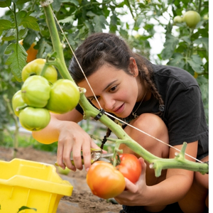 A young woman carefully cutting a ripe tomato off the vine