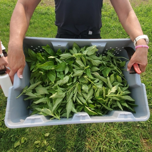 hands holding a plastic bin filled with harvested basil leaves