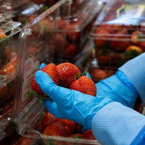 two hands in blue kitchen gloves sorting strawberries