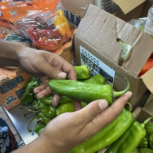 Hands holding a shishito pepper with more peppers and boxes of produce around them.